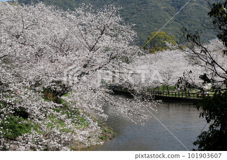 Scenery of cherry blossoms in full bloom 101903607