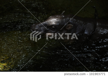 The baby Dwarf hippopotamus rest in water 101903771