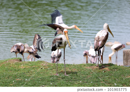 The Painted Stork bird (Mycteria leucocephala) in garden The Painted Stork bird (Mycteria leucocephala) in garden 101903775