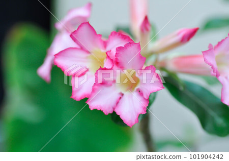 pink bignonia or desert rose, APOCYACEAE or Adenium obesum or  Mock Azalea or Pinkbignonia or Impala lily 101904242
