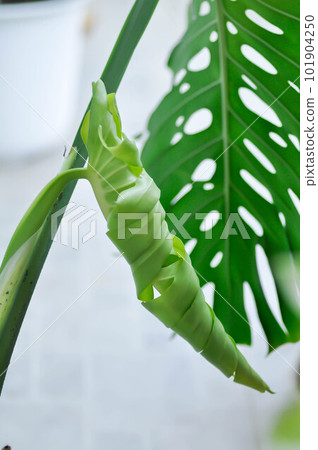 Monstera, Herricane plant or Swiss cheese plant Monstera, Herricane plant or Swiss cheese plant 101904250