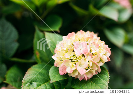 Flowers blossom on sunny day. Flowering hortensia plant. Pink Hydrangea macrophylla blooming in spring or summer in a garden. Web banner, nature background Flowers blossom on sunny day. Flowering hortensia plant. Pink Hydrangea macrophylla blooming in spring or summer in a garden. Web banner, nature background 101904321