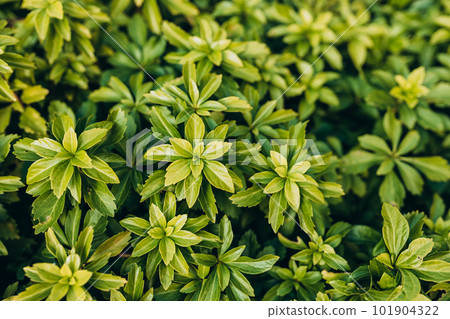 Japanese pachysandra or Pachysandra terminalis. Beautiful nature Green plant background. Japanese pachysandra or Pachysandra terminalis. Beautiful nature Green plant background. 101904322