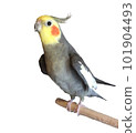 cockatiel 101904493