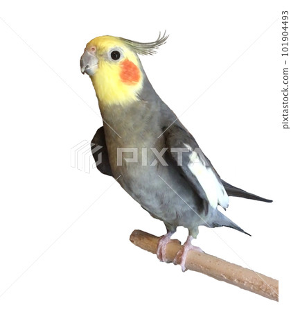 cockatiel 101904493