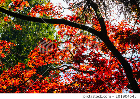 Alfred Nicholas Memorial Gardens in Australia 101904545