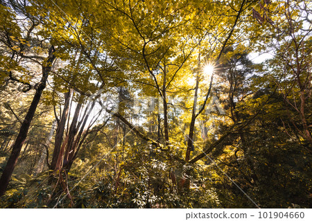 Alfred Nicholas Memorial Gardens in Australia Alfred Nicholas Memorial Gardens in Australia 101904660