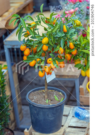 Kumquat Plant Pot 101904746