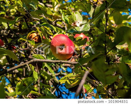 Red apple in green leaves of tree branches. Red apple in green leaves of tree branches. 101904831