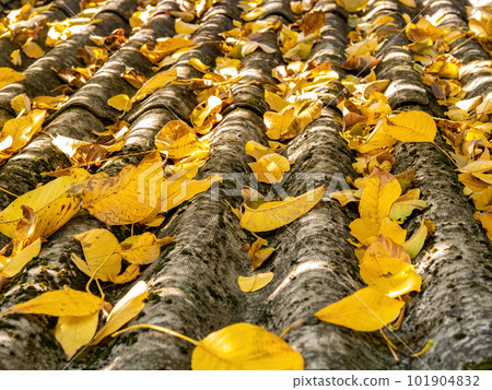 The slate roof of the house in the fallen autumn yellow leaves of the tree. 101904832