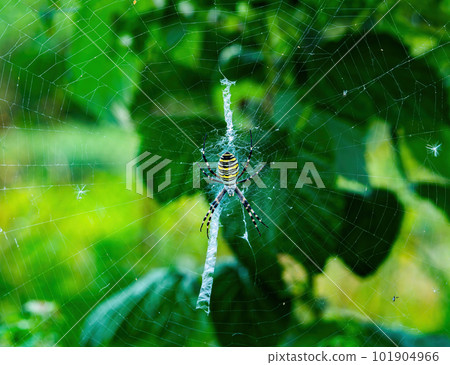 Black spider with yellow stripes Argiope bruennichi. Black spider with yellow stripes Argiope bruennichi. 101904966