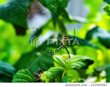 Black spider with yellow stripes Argiope bruennichi. Black spider with yellow stripes Argiope bruennichi. 101904967