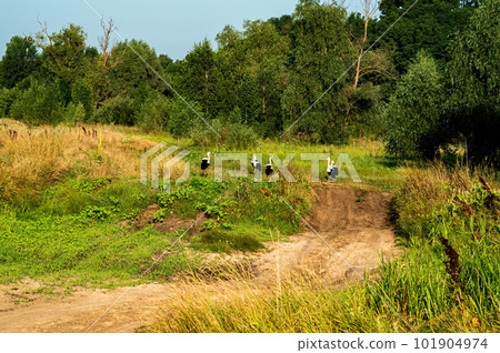 A flock of migratory birds storks standing on a dirt road. 101904974
