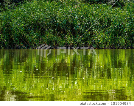 Reflection of the coastal plant cattails in the water of the river. 101904984