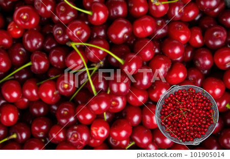 Harvest red cherries in an iron bucket. Harvest red cherries in an iron bucket. 101905014