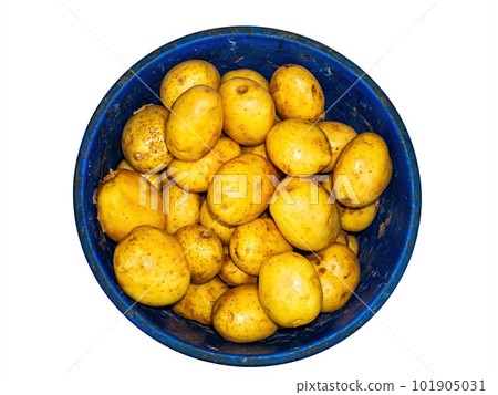 Harvest potato vegetables in a plastic bucket. 101905031