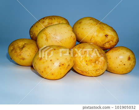 Vegetable agricultural crop of the Solanum tuberosum plant. Vegetable agricultural crop of the Solanum tuberosum plant. 101905032