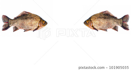 Freshwater fish crucian carp on a white background. 101905035