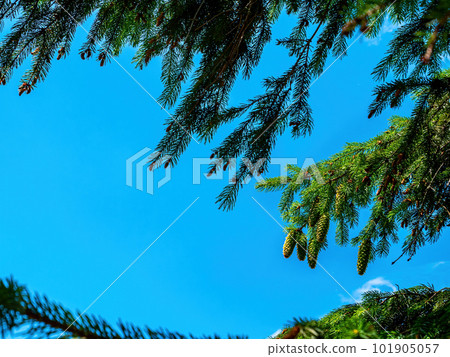 Spruce tree branch with green cones against the blue sky. 101905057
