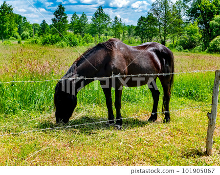 Black horse eating green grass in the pasture. Black horse eating green grass in the pasture. 101905067