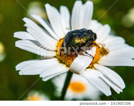 Green beetle Cetonia aurata on a blooming chamomile flower. Green beetle Cetonia aurata on a blooming chamomile flower. 101905106