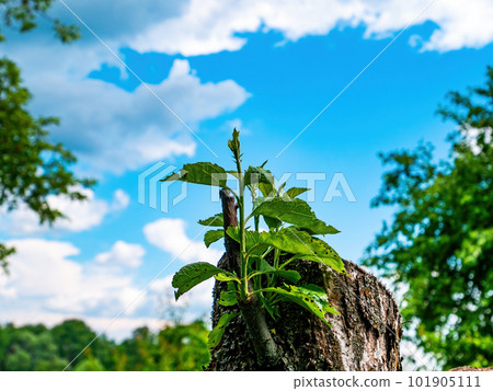Green shoots of leaves of a cut branch of a tree. Green shoots of leaves of a cut branch of a tree. 101905111