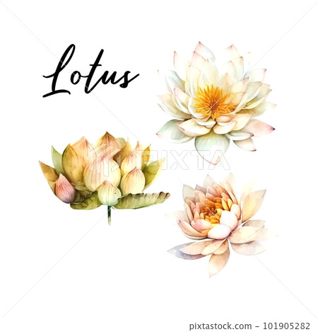 Watercolor white Lotus flower, vector illustration.Isolated on a white background. 101905282