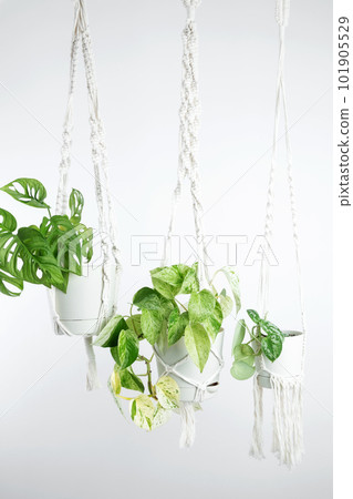 Handmade cotton macrame plant hangers. Macrame hanging baskets pothos marbel queen, monstera monkey mask and silver satin pothos plants in pots. Urban Jungle Trend - Houseplant decoration Handmade cotton macrame plant hangers. Macrame hanging baskets pothos marbel queen, monstera monkey mask and silver satin pothos plants in pots. Urban Jungle Trend - Houseplant decoration 101905529