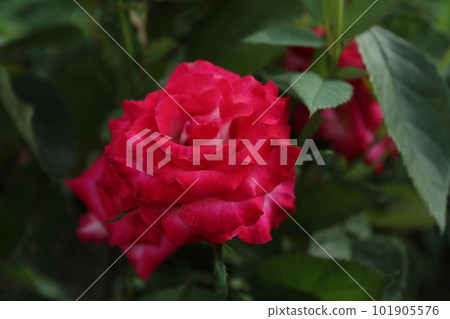 Pink roses close-up on a background of green leaves. Growing rose flowers. Pradnichnaya atmosphere. What to give Pink roses close-up on a background of green leaves. Growing rose flowers. Pradnichnaya atmosphere. What to give 101905576