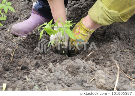 planting plants in the spring. Planting a tomato in the open ground. Works on the ground. Horticulture 101905597