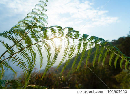 Green leaves in summer hills with sun background 101905630