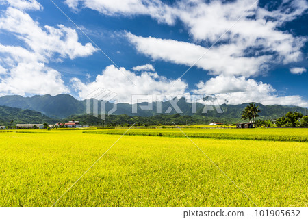 A large area of rice fields with mountains background under the blue sky in Taitung, Taiwan. A large area of rice fields with mountains background under the blue sky in Taitung, Taiwan. 101905632