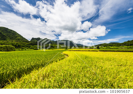 A large area of rice fields with mountains background under the blue sky in Hualien, Taiwan. A large area of rice fields with mountains background under the blue sky in Hualien, Taiwan. 101905637