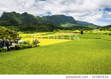 A large area of rice fields with mountains background under the blue sky in Hualien, Taiwan. 101905638