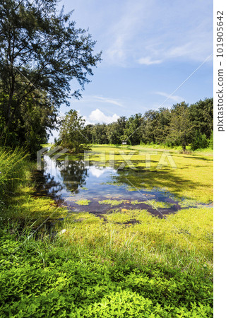 Beautiful view of Pipa Lake at Taitung Forest Park in Taiwan. The scenic Pipa Lake is a habitat of aquatic animals and plants. 101905642