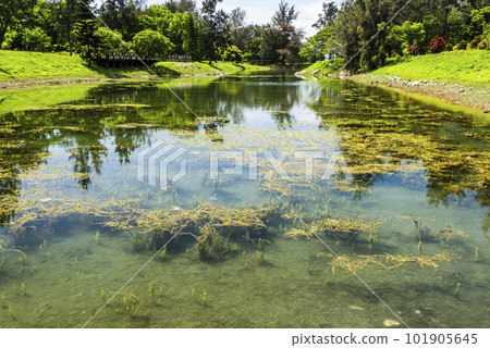 Beautiful view of Pipa Lake at Taitung Forest Park in Taiwan. The scenic Pipa Lake is a habitat of aquatic animals and plants. Beautiful view of Pipa Lake at Taitung Forest Park in Taiwan. The scenic Pipa Lake is a habitat of aquatic animals and plants. 101905645