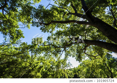 Low-angle view of Terminalia mantaly trees with the blue sky in the park. 101905724