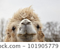 portrait of a two-humped camel 101905779