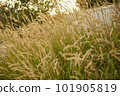 beautiful texture of summer grass 101905819