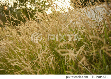 beautiful texture of summer grass beautiful texture of summer grass 101905819