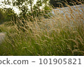 beautiful texture of summer grass 101905821