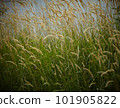 beautiful texture of summer grass 101905822