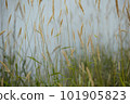 beautiful texture of summer grass 101905823