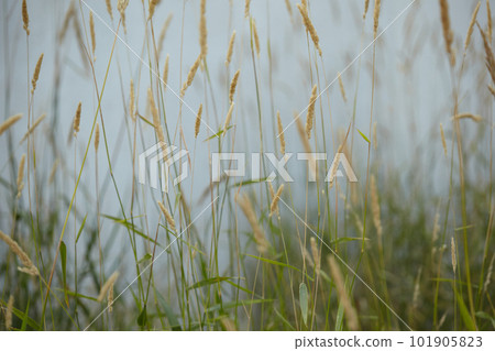 beautiful texture of summer grass 101905823