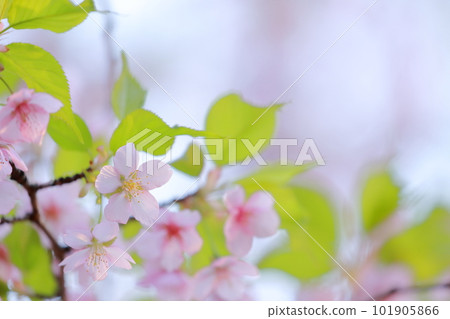 美麗的粉紅色花,櫻花河津櫻 美麗的粉紅色花,櫻花河津櫻 101905866