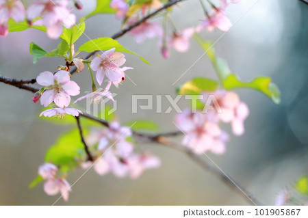 美麗的粉紅色花，櫻花河津櫻 101905867