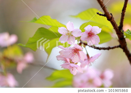 美麗的粉紅色花,櫻花河津櫻 美麗的粉紅色花,櫻花河津櫻 101905868