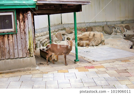 Yaku deer at the Hakodate Park Animal Facility Yaku deer at the Hakodate Park Animal Facility 101906011