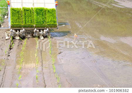 Rice planting Rice planting 101906382