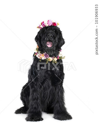 Giant Schnauzer in studio Giant Schnauzer in studio 101906933